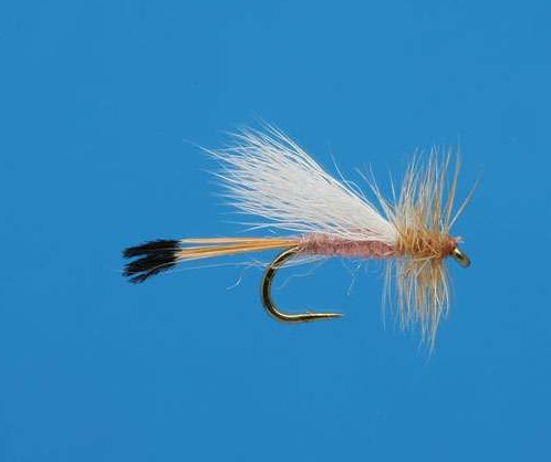 J21-03PINK product image